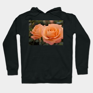 Peach roses in bloom Hoodie